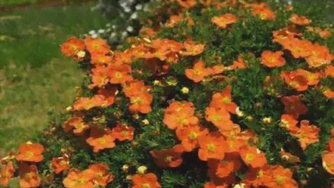 Лапчатка кустарниковая.   С какими цветами сочетается.