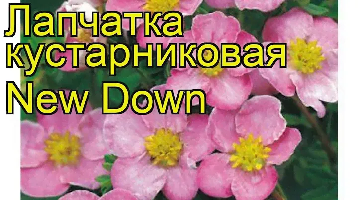 Лапчатка кустарниковая Нью Даун. Краткий обзор, описание характеристик potentilla fruticosa New Down