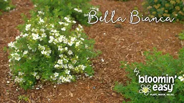 Bella Bianca™ Potentilla by Bloomin’ Easy®