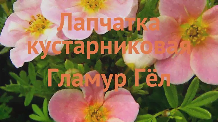 Лапчатка кустарниковая Гламур Гёл (glamour girl) 🌿 обзор: как сажать, саженцы лапчатки Гламур Гёл