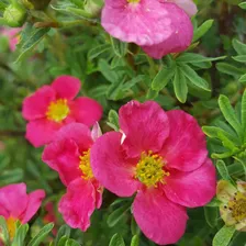 Bella Bellissima® Potentilla