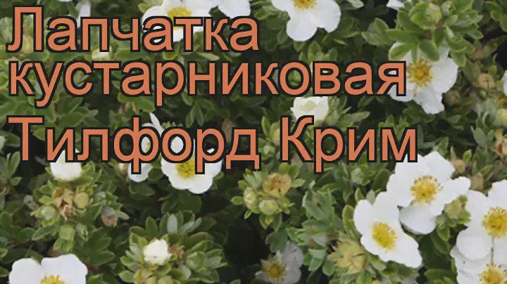 Лапчатка кустарниковая Тилфорд Крим 🌿 обзор: как сажать, саженцы лапчатки Тилфорд Крим