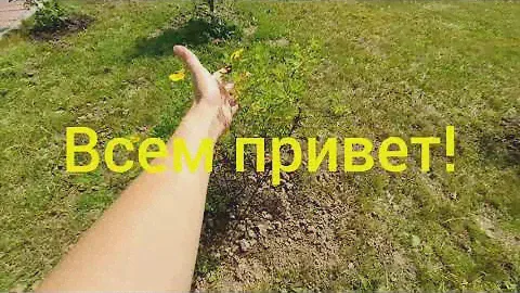 ЛАПЧАТКА КУСТАРНИКОВАЯ. ВИДЕООБЗОР!
