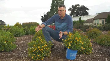 In the show garden with Bella Sol™ Potentilla - Bloomin’ Easy®