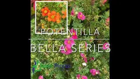 Potentilla Bella series