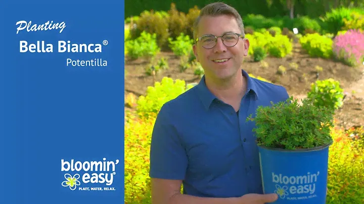 How to Plant Bella Bianca® Potentilla