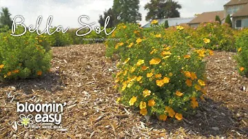 Meet Bella Sol® Potentilla